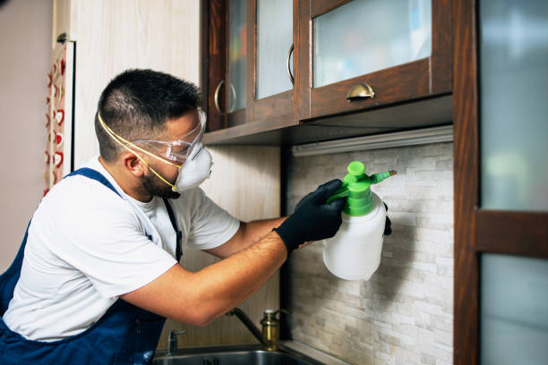 Best Local Pest Control Services  in Ludowici, GA