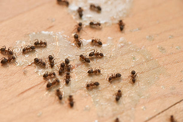 Best Best Pest Control Near Me  in Ludowici, GA