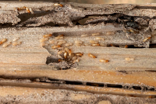 Pest Control for Restaurants in Ludowici, GA