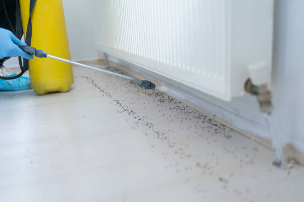 Best Affordable Pest Control Services  in Ludowici, GA